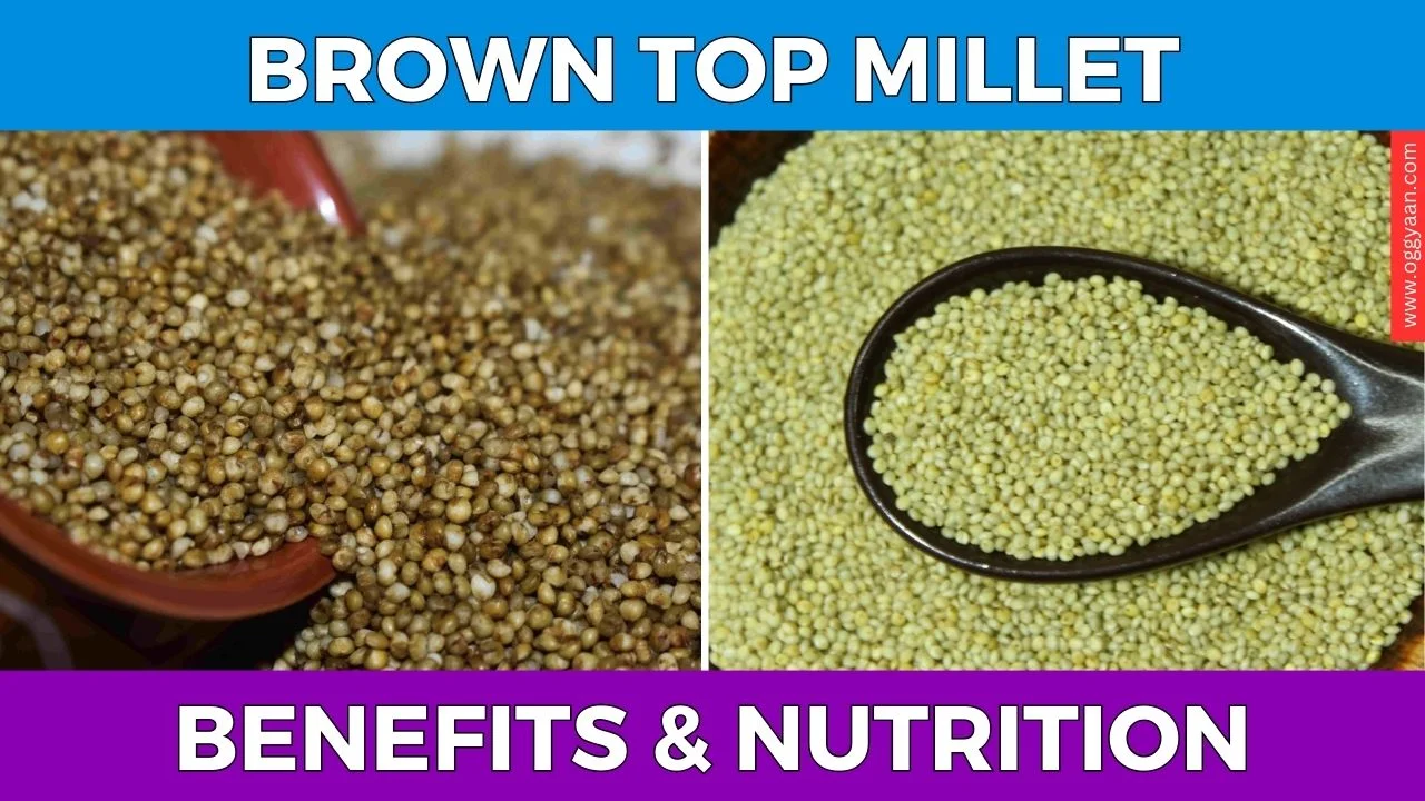 Brown Top Millet Uses, Benefits & Nutrition, Recipes & More
